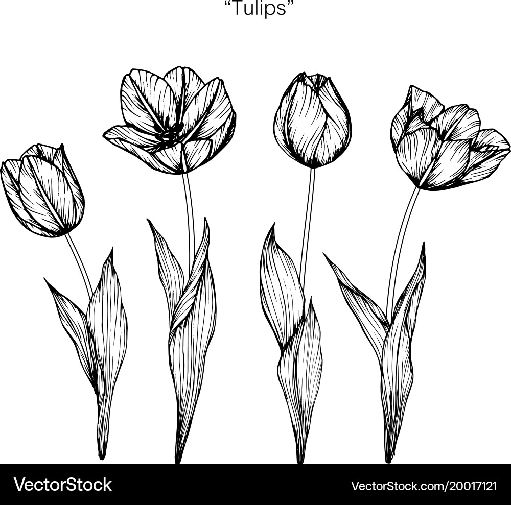Рисунок тюльпана