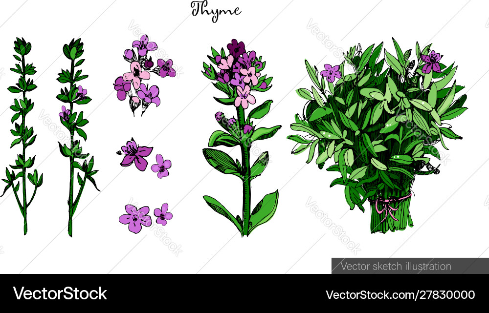 Thyme colorful in sketch style Thyme colorful in sketch style Vector Image