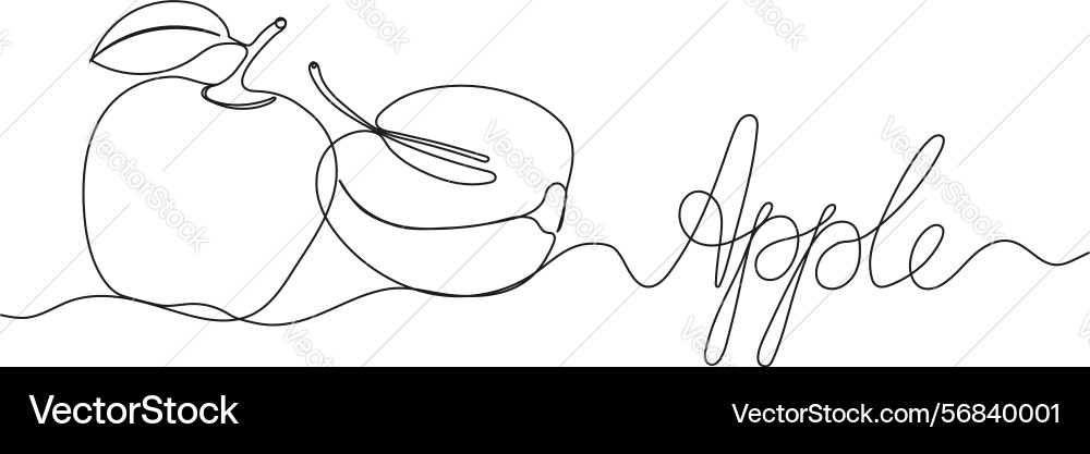 Continuous line drawing of two apples representing vector image
