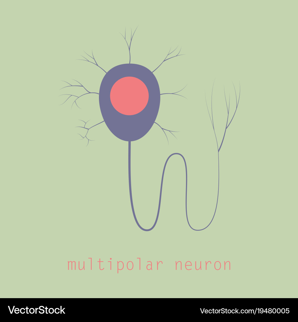 Structure of a motor neuron vector image