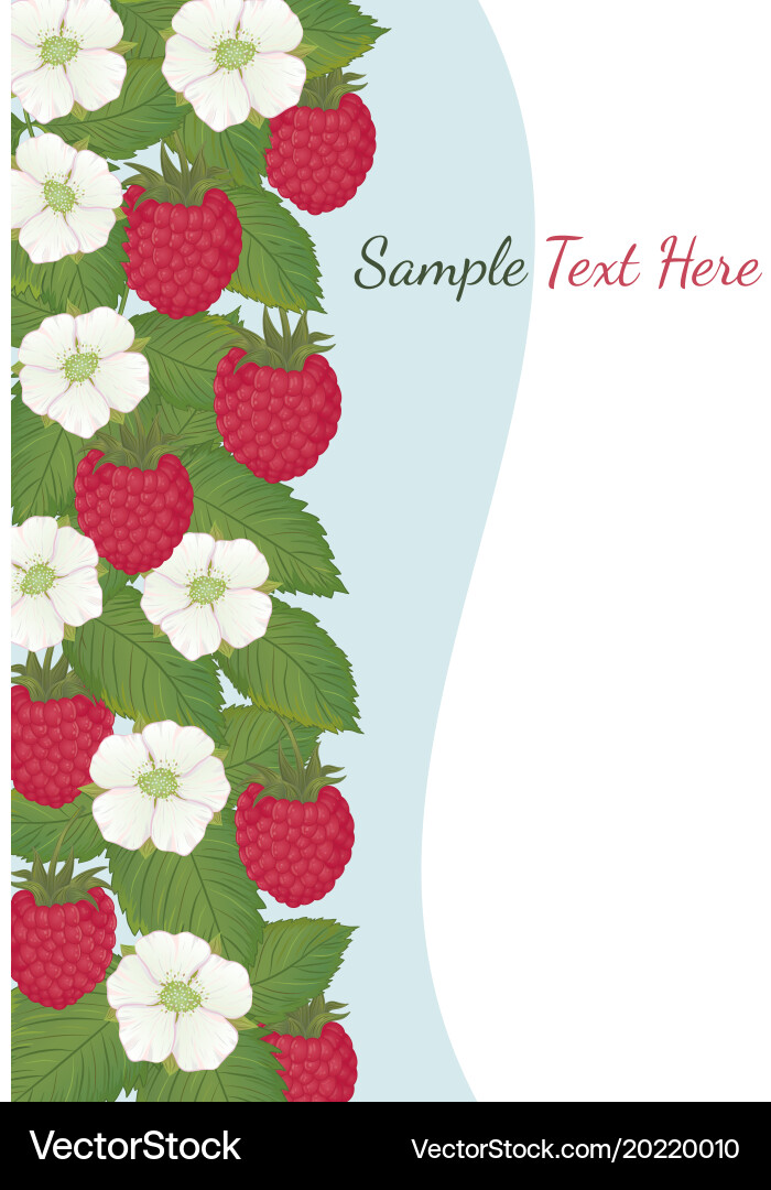 Raspberry collect-03 Vector Image