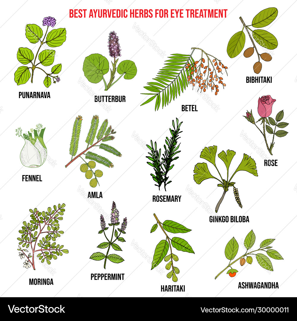 Ayurvedic herbs for eye treatment natural vector image