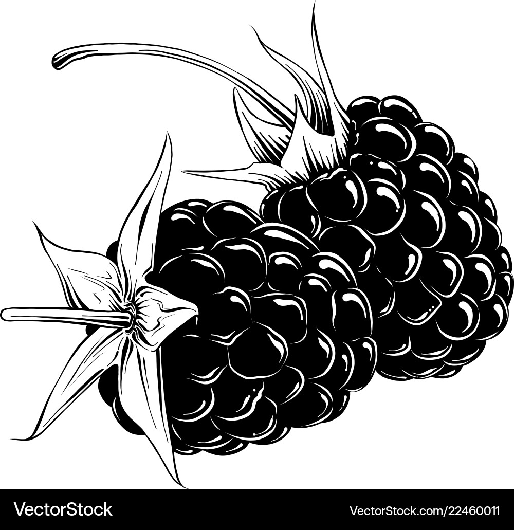Black Raspberry Sketch vector image