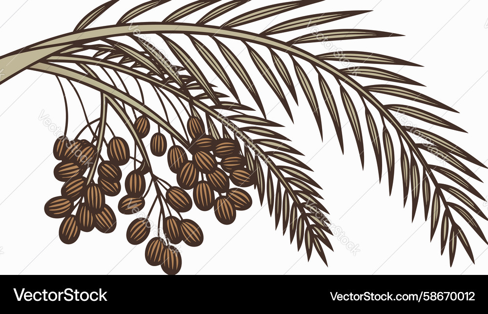 Date palm branch with hanging dates design Vector Image
