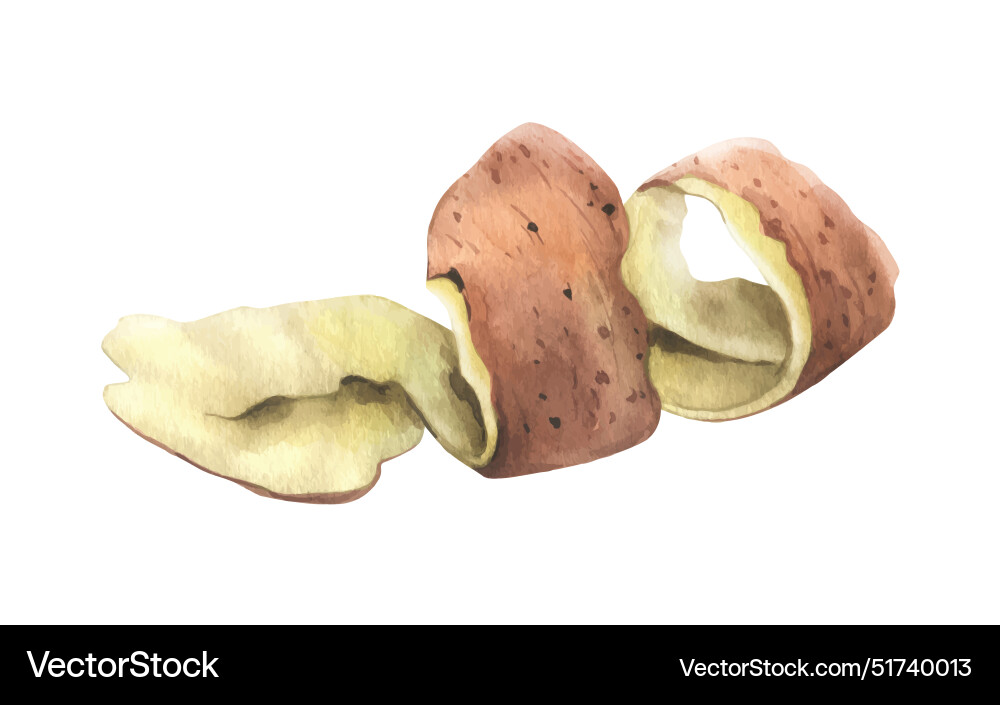Peeling red potatoes with brown skin in a spiral Peeling red potatoes with brown skin in a spiral Vector Image