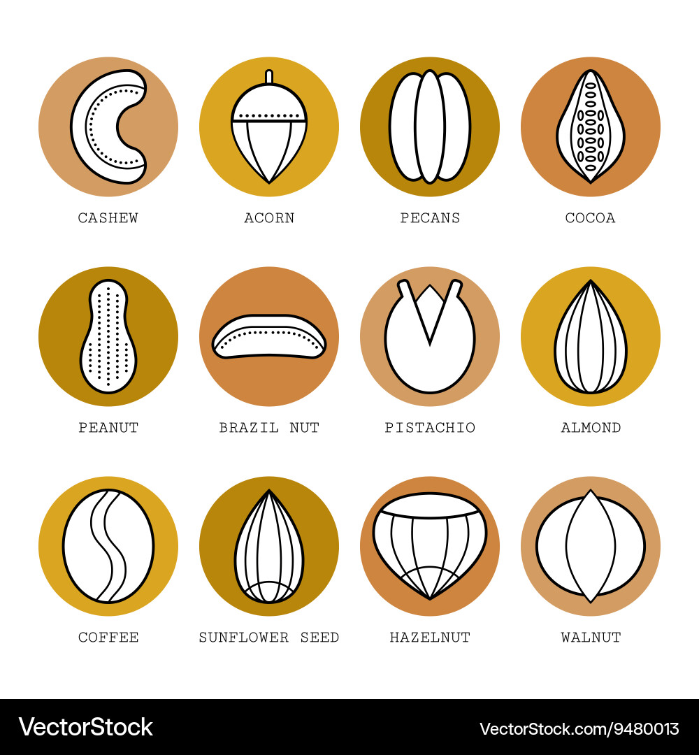 Set of flat different nuts Vector Image