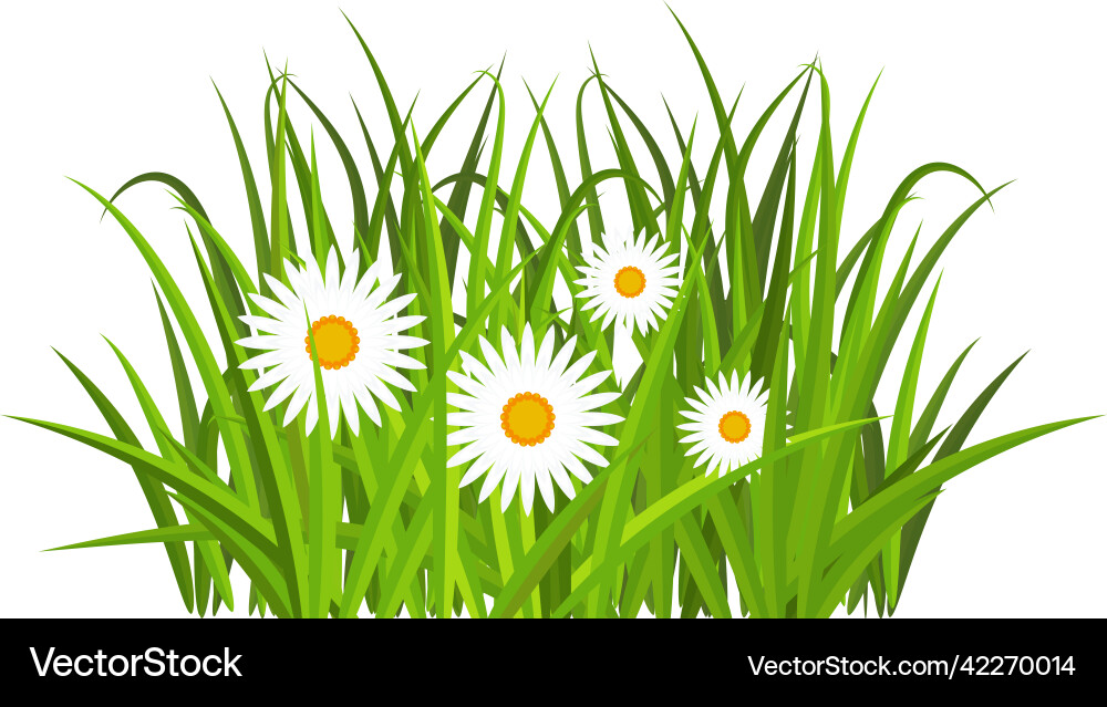 Green Meadow with Daisies and Grass Vector Image