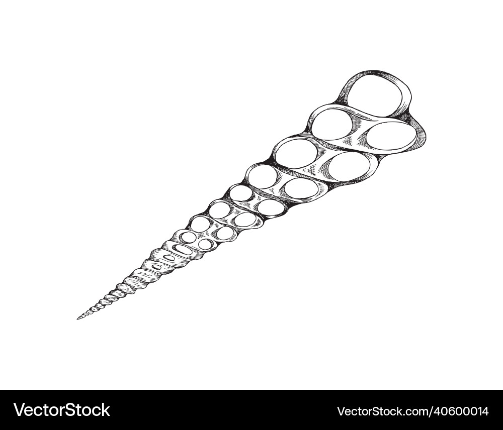 Seashell or fossil shell drawing engraving Seashell or fossil shell drawing engraving vector image