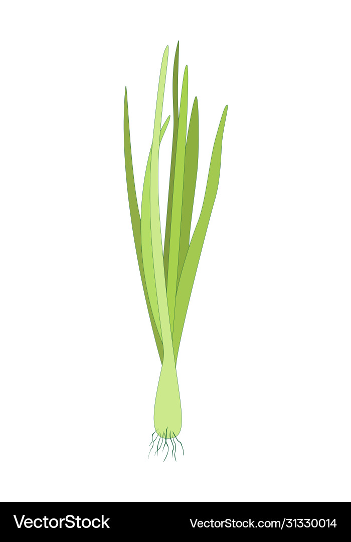 Spring sprouting onion isolated on white Spring sprouting onion isolated on white vector image