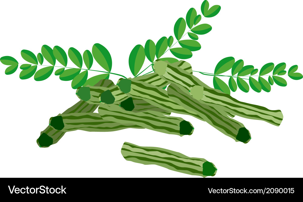 Fresh moringa fruit and leaves on white background Vector Image