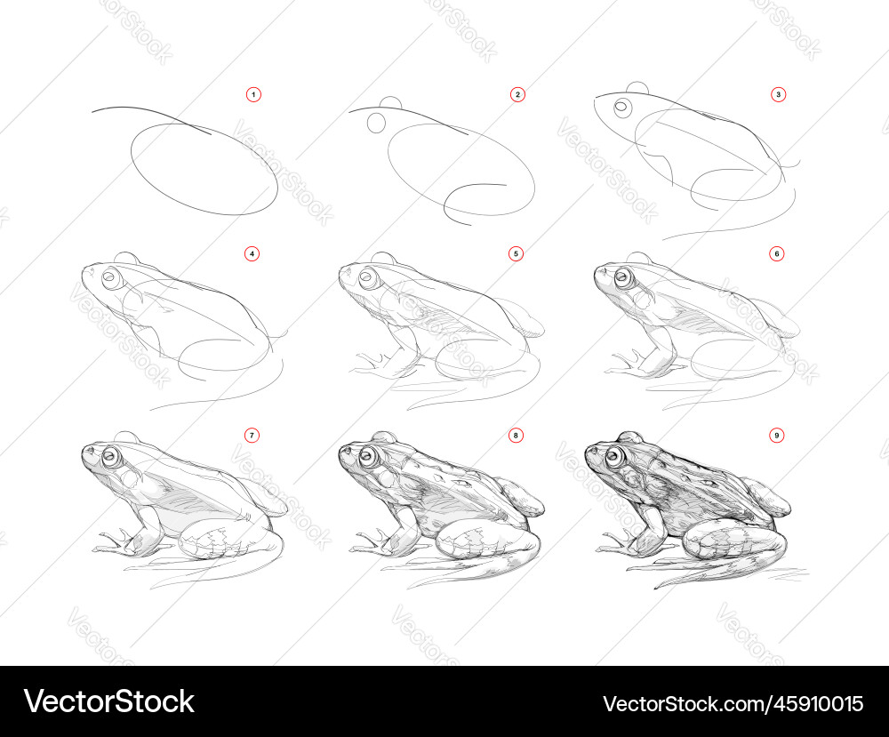 Frog Sketch Tutorial - Learn to Draw vector image