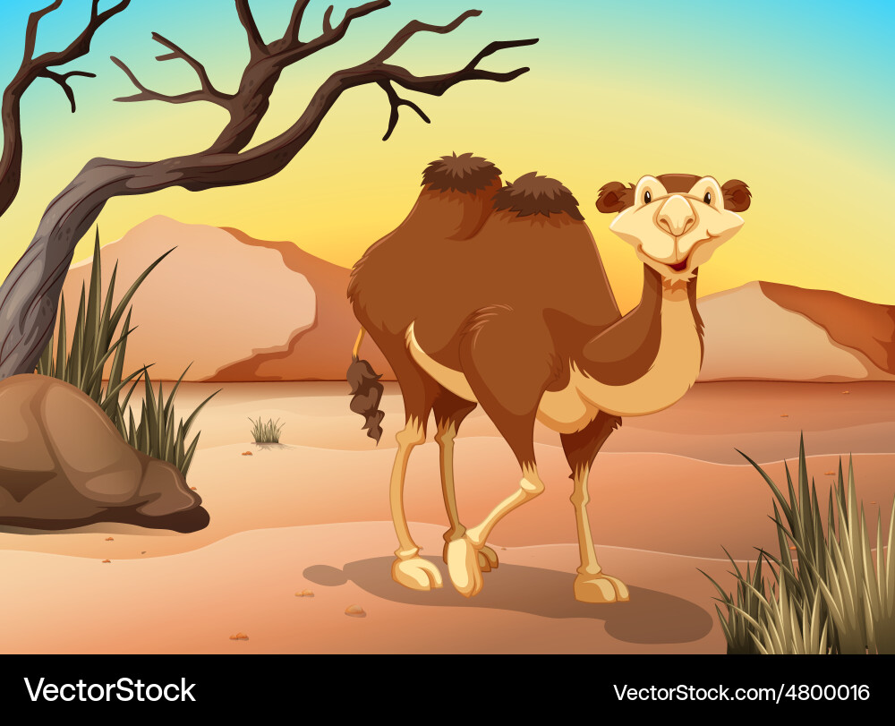Camel Vector Image