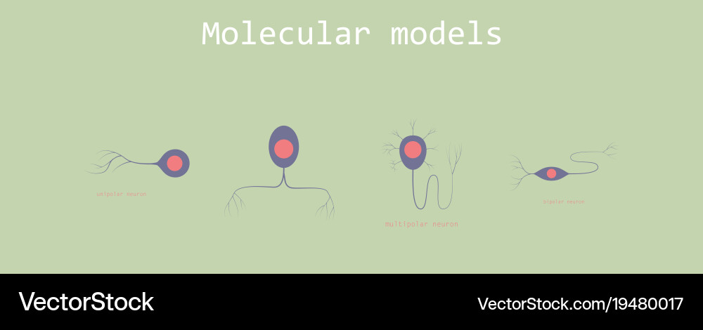Set of structure a motor neuron vector image