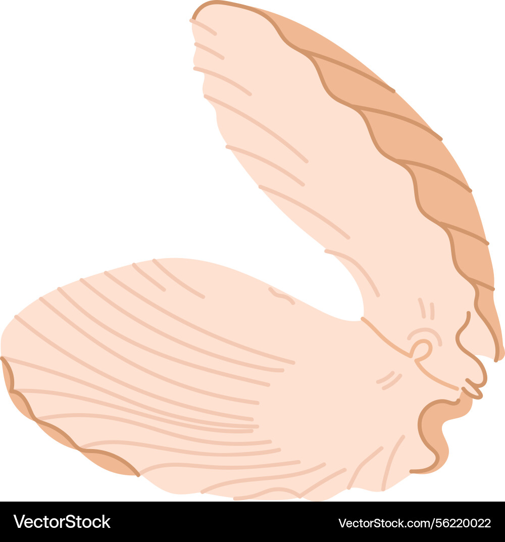 Open clam shell Vector Image