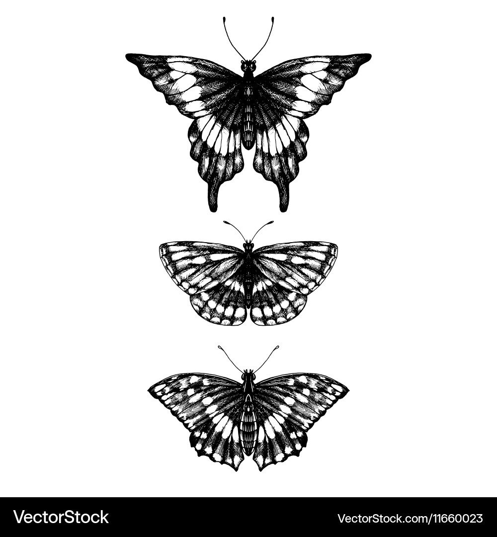 Hand drawn set of butterflies Royalty Free Vector Image
