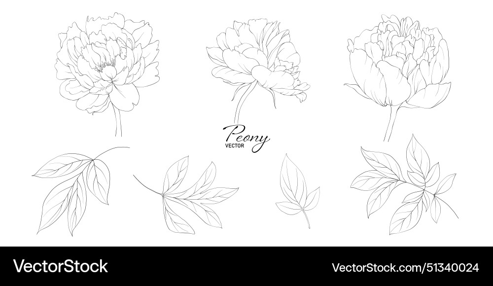 Set of peony flower line art Set of peony flower line art vector image