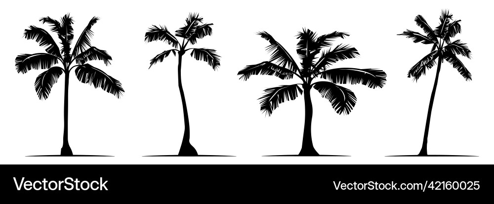 Set of palm tree different formy Set of palm tree different formy Vector Image