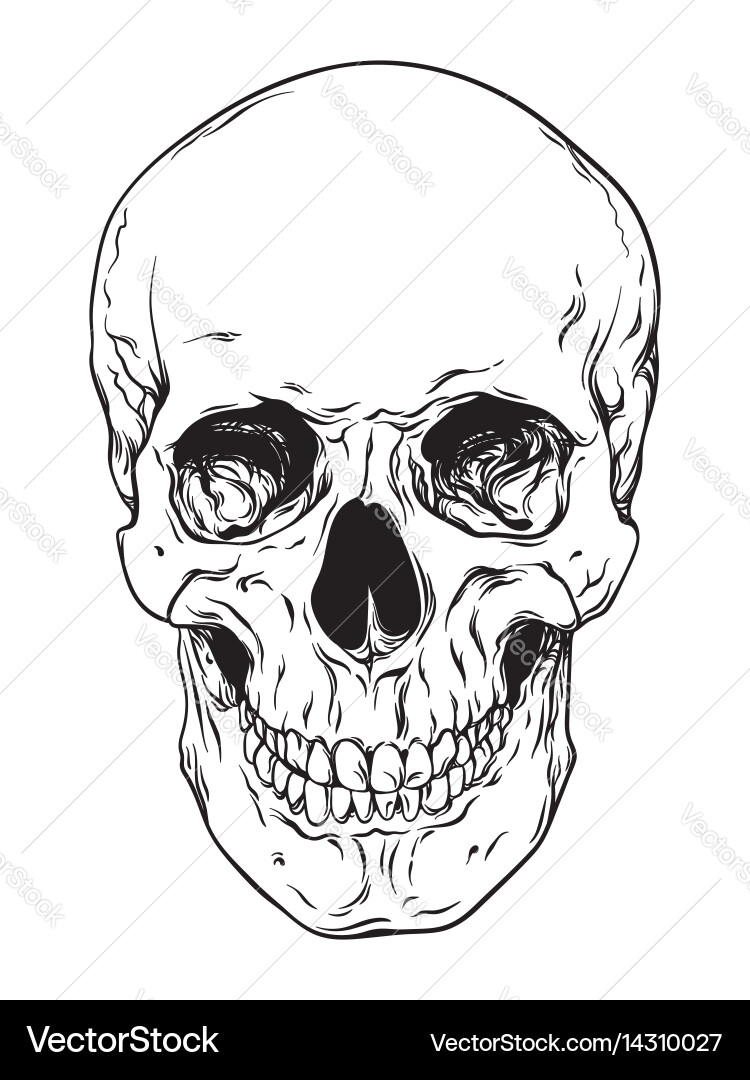 Line Art Skull Vector Image