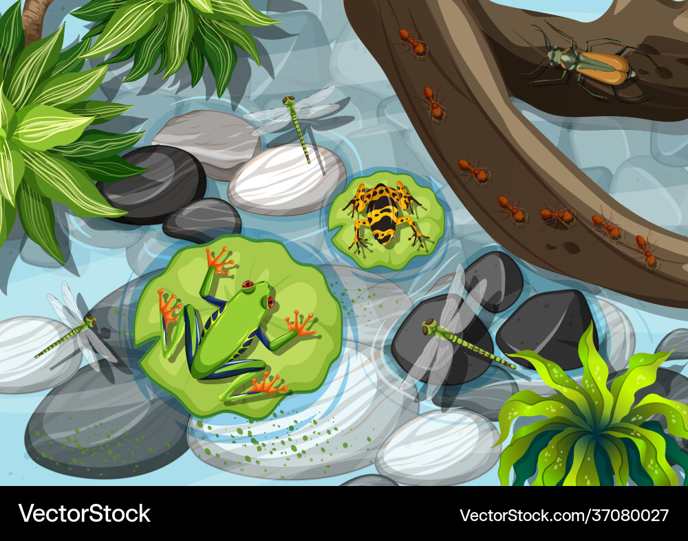 Top view different types frog Top view different types frog vector image