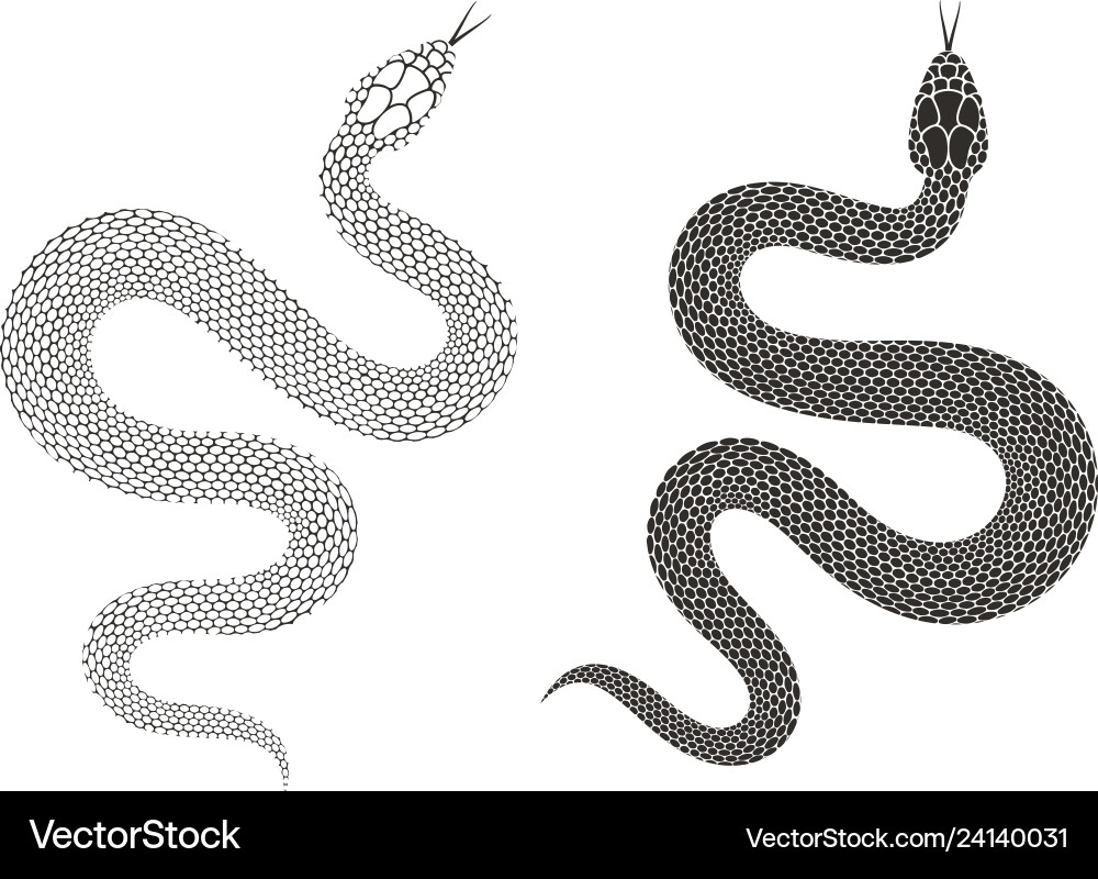 Snake Royalty Free Vector Image - VectorStock