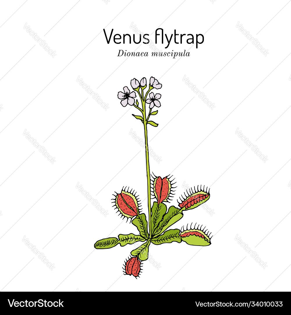 Venus flytrap dionaea muscipula medicinal plant Venus flytrap dionaea muscipula medicinal plant vector image