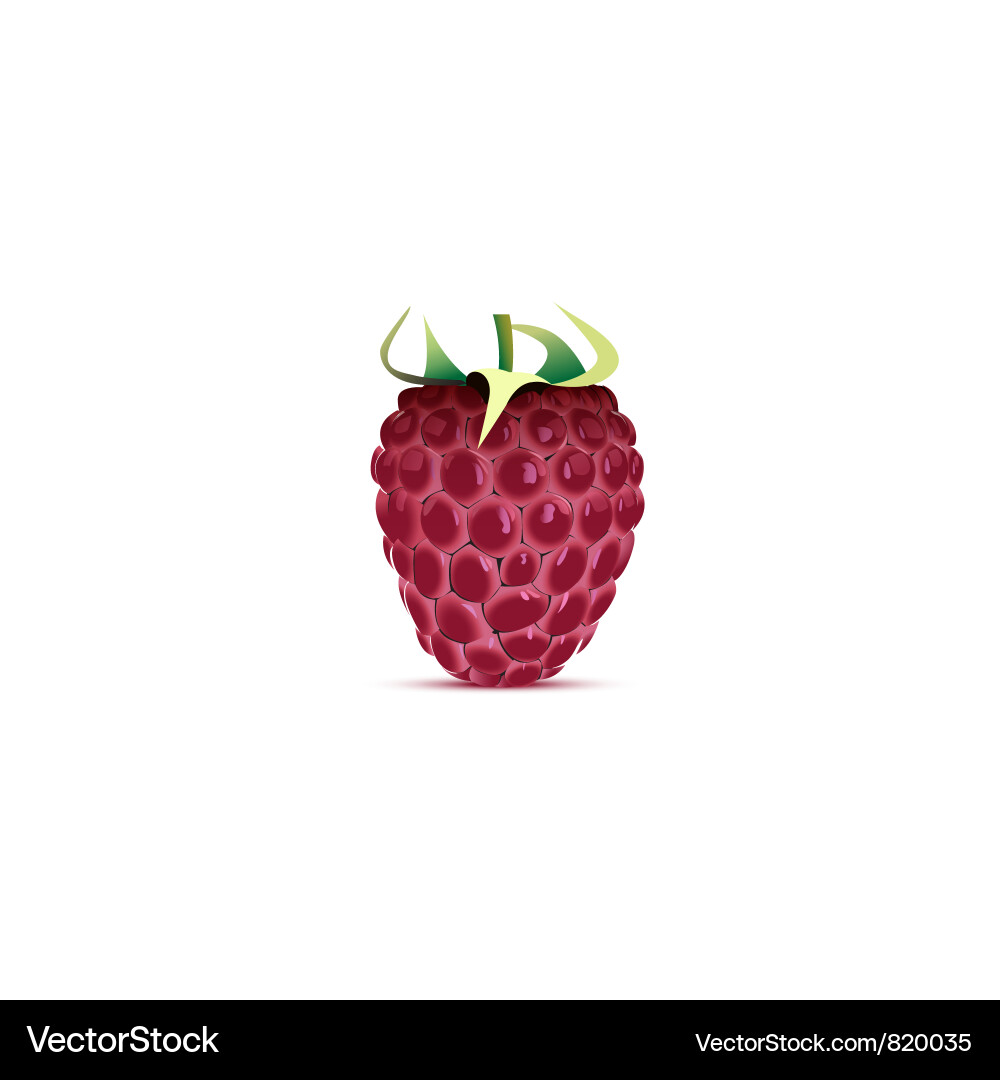 Fresh Raspberries vector image