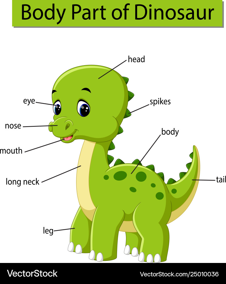 Diagram showing body part dinosaur Royalty Free Vector Image