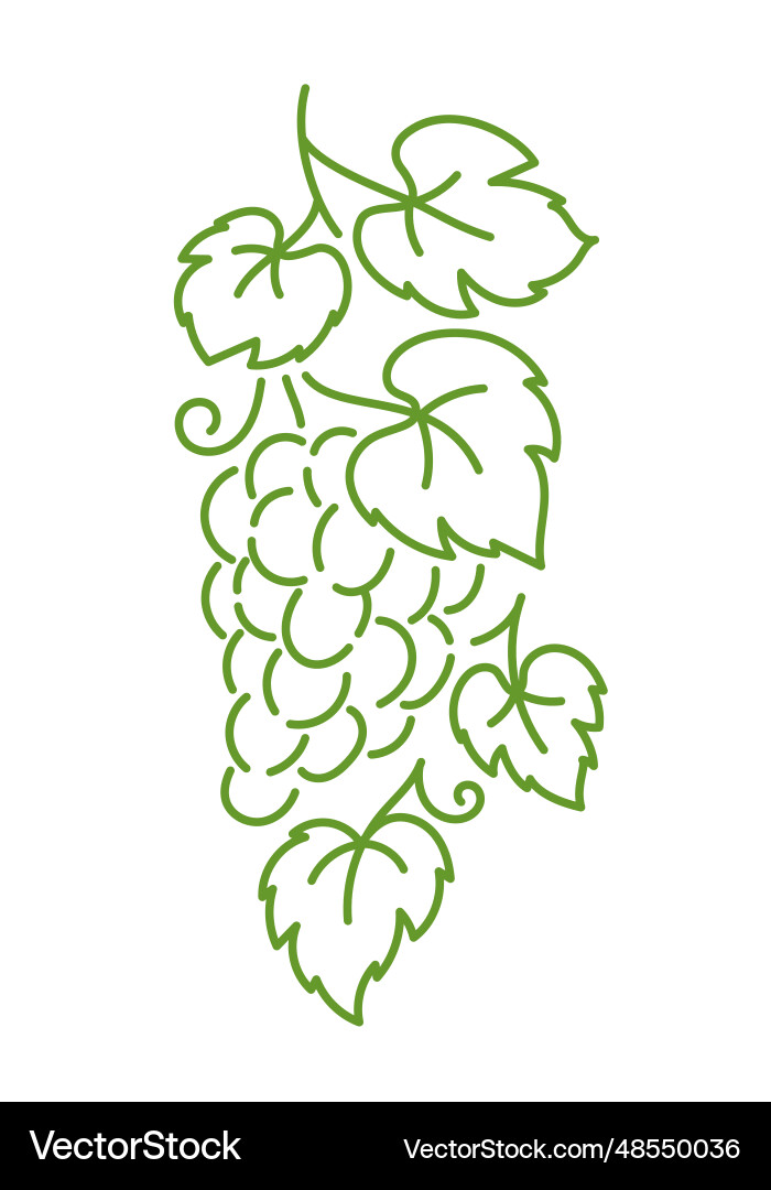 Grape design element vine leaves editable vector image
