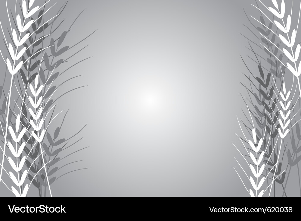 Wheat Branch Background Vector Image