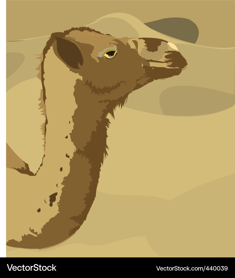 Camel Vector Image