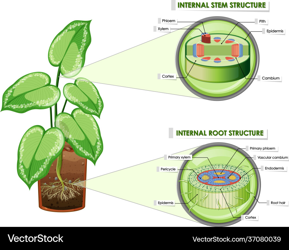 Diagram showing stem and root structure Vector Image