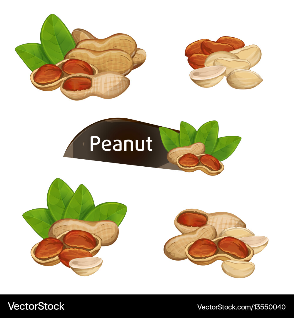 Peanut kernel in nutshell with leaves set Peanut kernel in nutshell with leaves set vector image