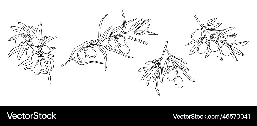Set of olive branches in modern linear style Vector Image