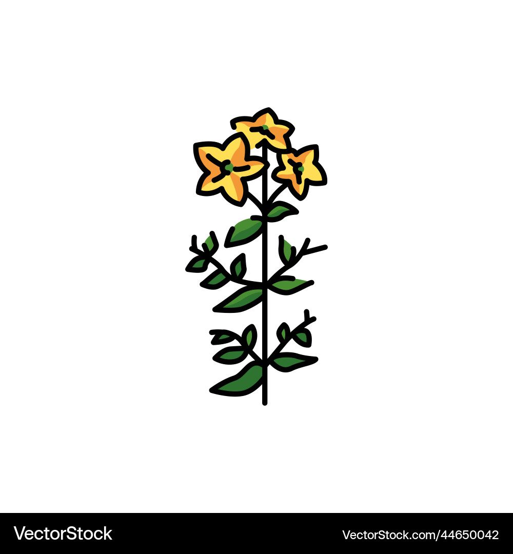 Hypericum color line icon pictogram for web page Vector Image