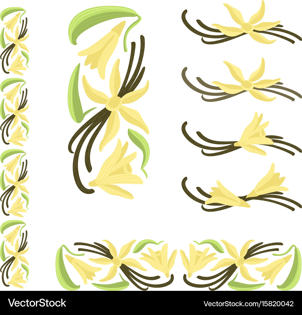 Vanilla Pods and Floral Elements Vector Image
