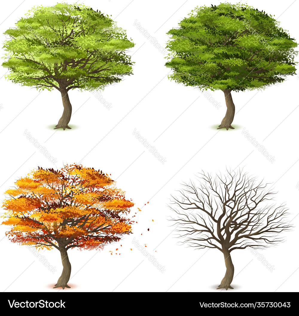 Trees in four seasons Trees in four seasons vector image
