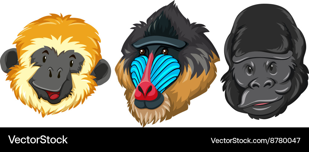 Different type of monkey Vector Image