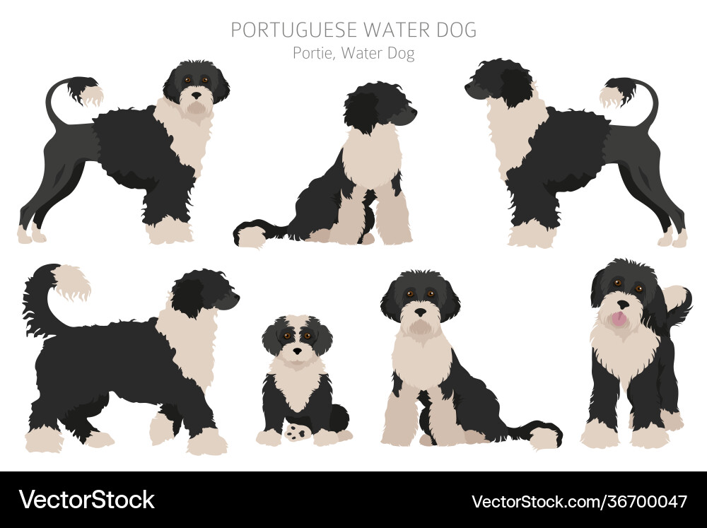 Portuguese water dog clipart different poses coat Portuguese water dog clipart different poses coat vector image