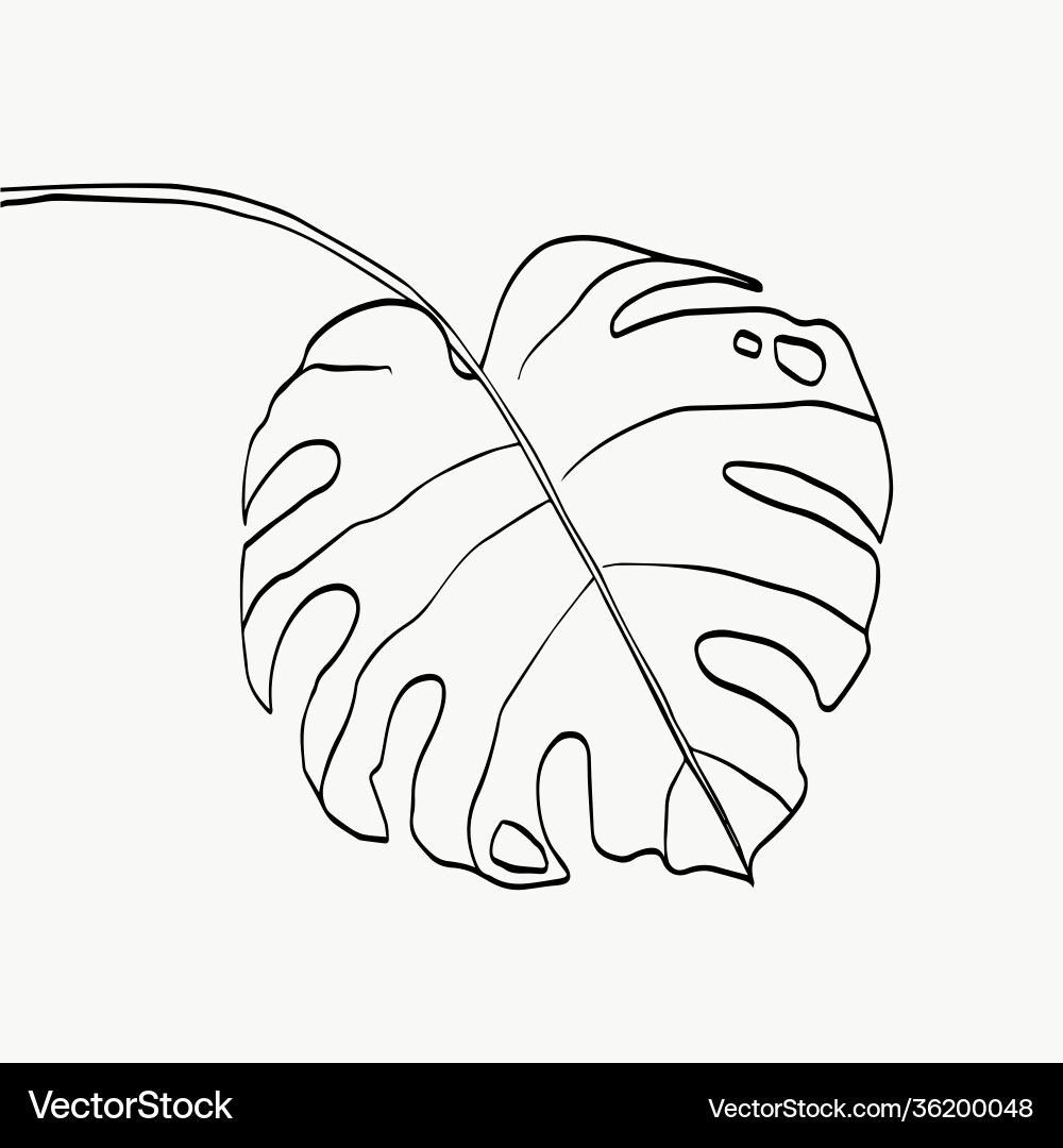Monstera leaves line art abstract modern Monstera leaves line art abstract modern vector image