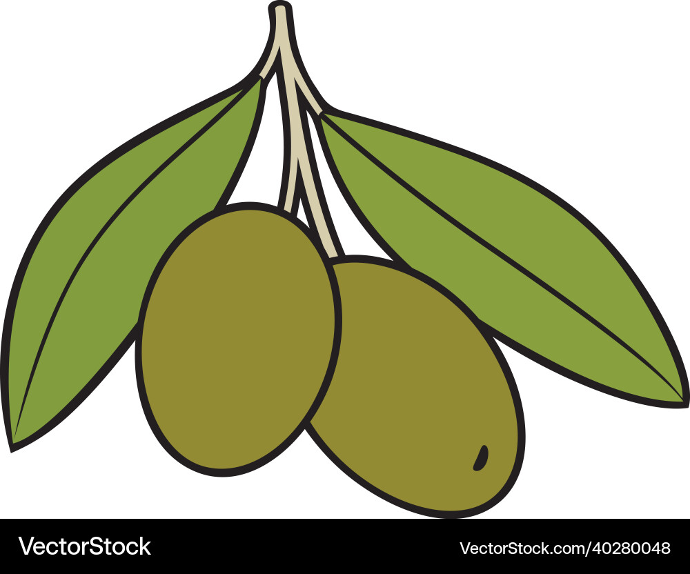 Olive vegetable with leaves color Olive vegetable with leaves color vector image