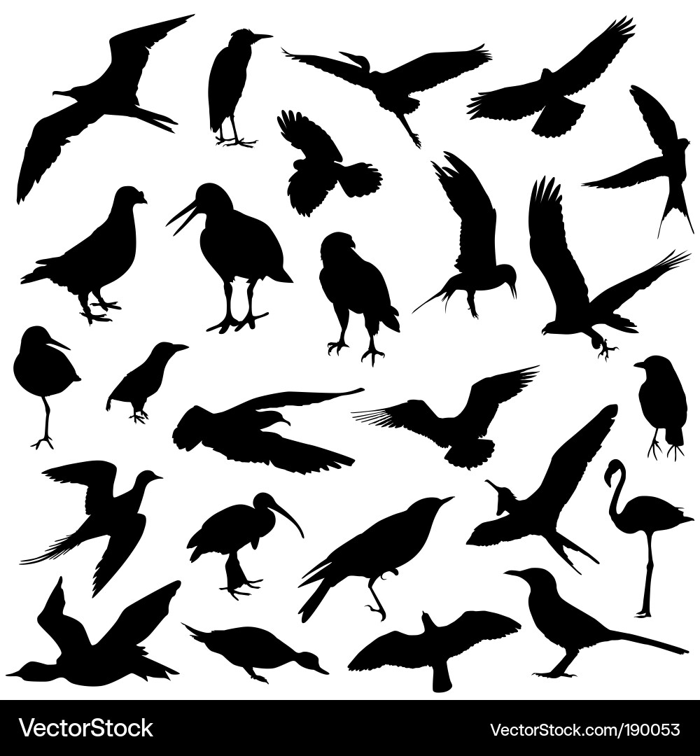 Bird Silhouettes Collection vector image
