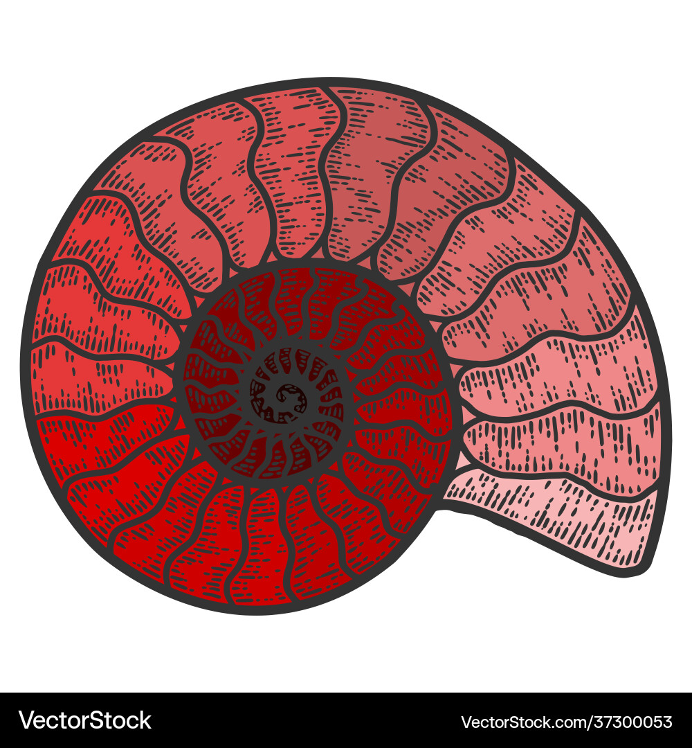 Nautilus cephalopods skizzieren Kratzbrett Nautilus cephalopods skizzieren Kratzbrett vektorbild