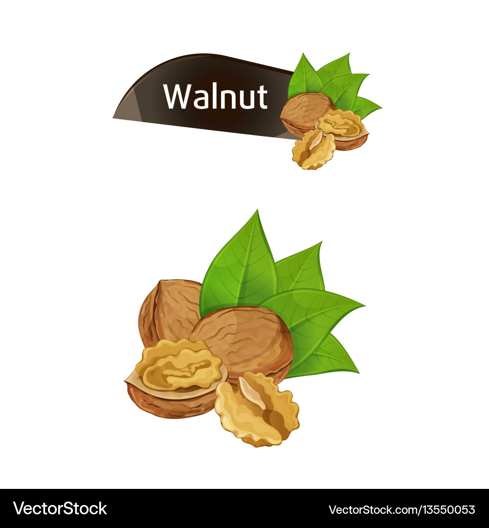 Walnut kernel in nutshell with leaves set Walnut kernel in nutshell with leaves set vector image