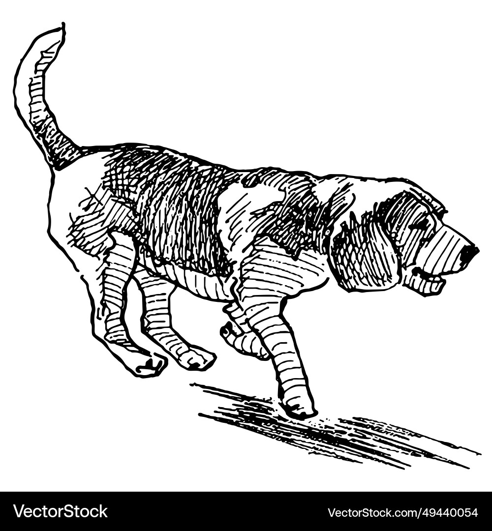 Hand drawing of running pointer dog Vector Image