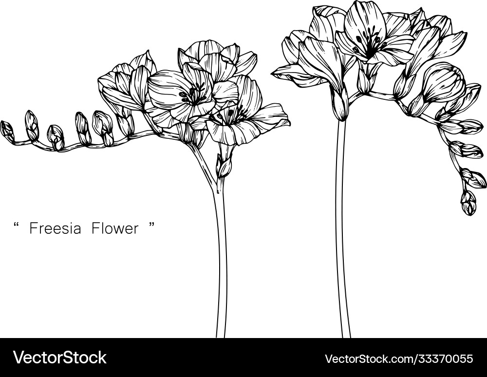 Freesia flower and leaf hand drawn botanical Vector Image