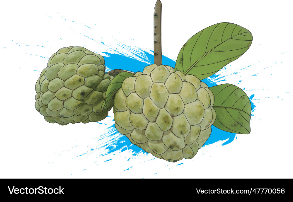 Sugar apple fruit with leaf on blue color paint Sugar apple fruit with leaf on blue color paint vector image