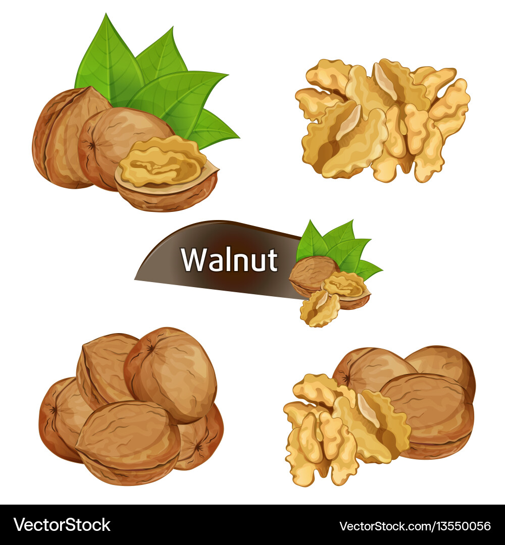 Walnut Kernel in Shell vector image