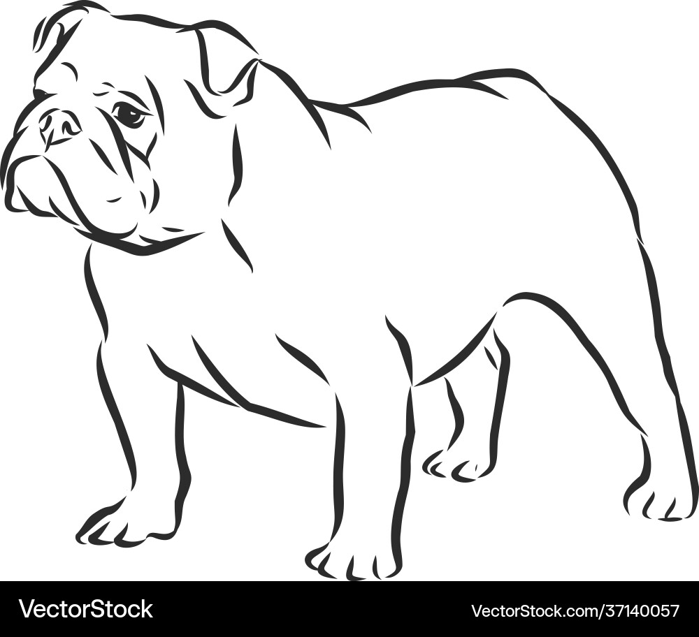 Isolated English Bulldog Sketch Vector Image