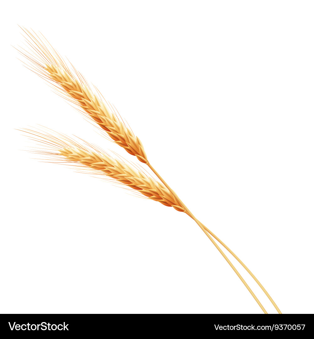 Wheat ears with space for text eps 10 Vector Image
