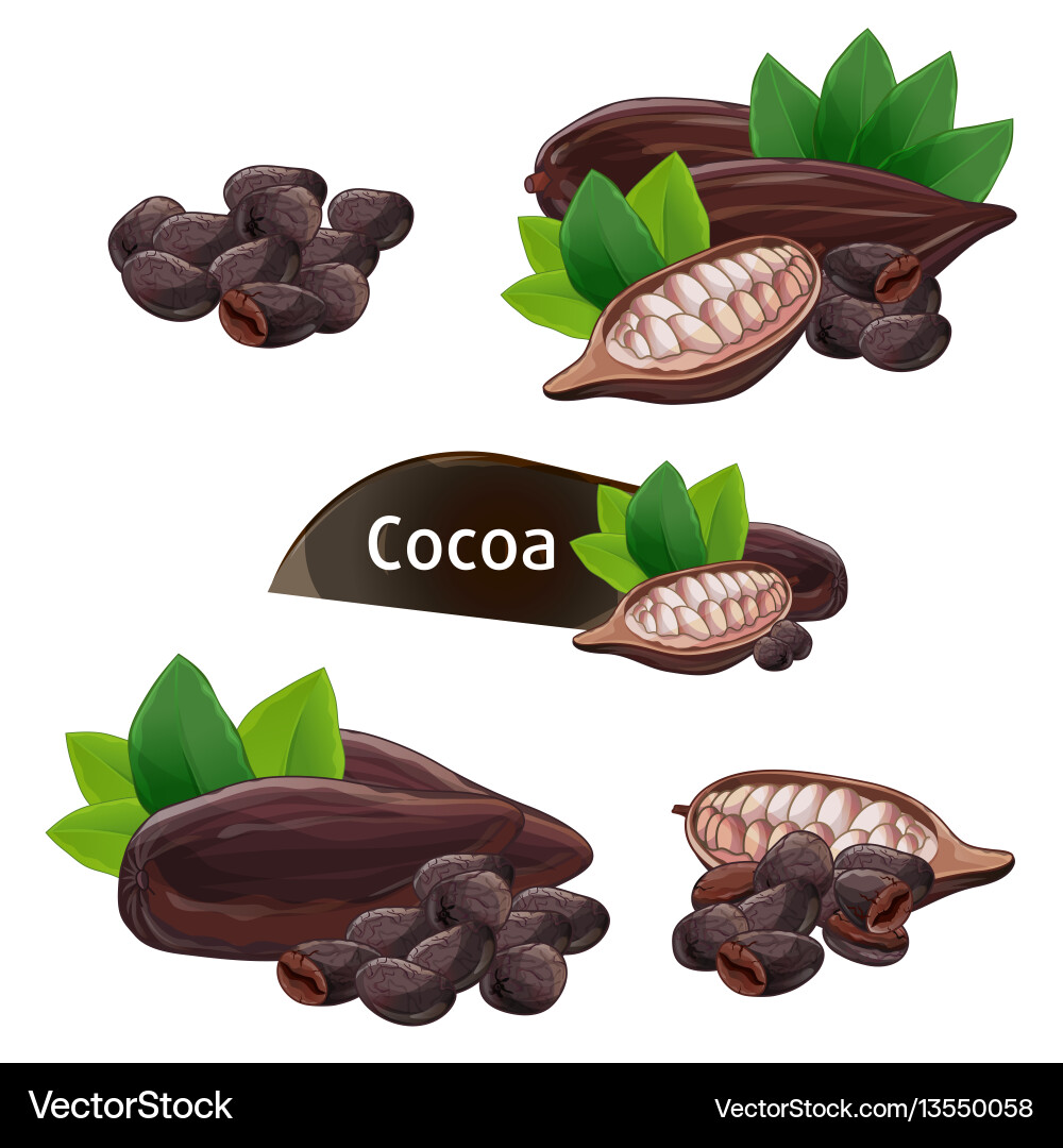 Cocoa pod in nutshell with leaves set Vector Image